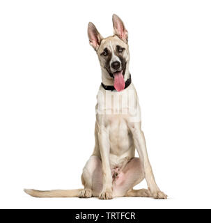 Mixed-breed dog between a husky and a American Staffordshire Terrier sitting against white background Stock Photo