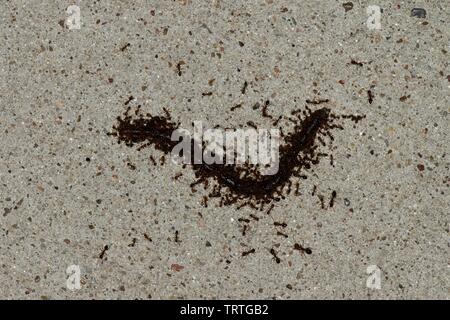 Survival of the fittest in play, as Fire ants swarm onto a hapless worm on the pavement during the night hours in Houston, TX. Stock Photo