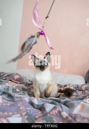Playful blue eyed Siamese/Balinese cat looking to play Stock Photo