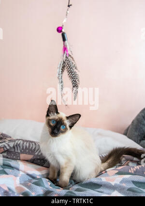 Playful blue eyed Siamese/Balinese cat looking to play Stock Photo