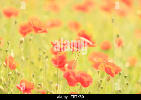 Red Poppies in a uk field. Stock Photo