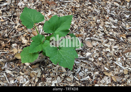A Young Pumpkin Plant growing in brown hardwood mulch Stock Photo