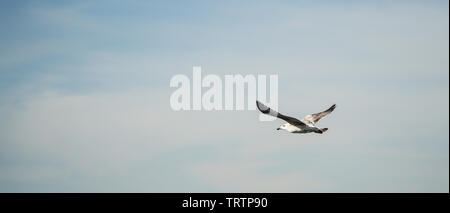 Seagull is flying over sea. Stock Photo