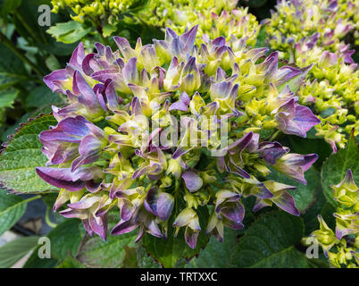 Hydrangea macrophylla 'Marina' (H) shrub flowering in Summer in West Sussex, England, UK. Stock Photo