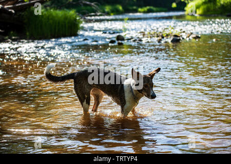 lucky dog playing and resting in nature. unknown breed Stock Photo - Alamy