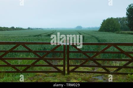 Wheat field covered in water droplets on misty, rainy morning in summer with closed wooden fence under overcast sky, Beverley, Yorkshire, UK. Stock Photo