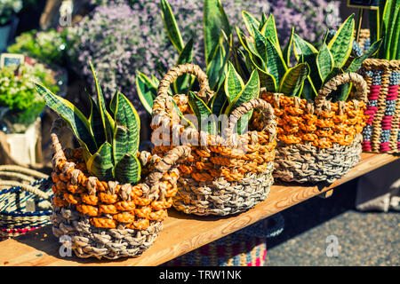 ornamental plants of aloe vera in wicker baskets on a wooden shelf Stock Photo