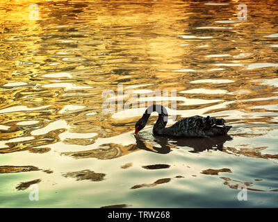 view of a black sawn floating on water eating Stock Photo
