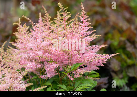 Close up of pink Astilbe Younique flowering in an English garden in June, England, UK Stock Photo