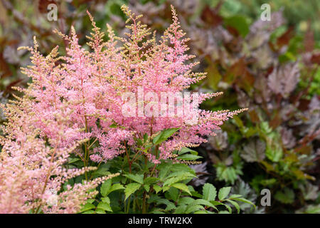 Close up of pink Astilbe Younique flowering in an English garden in June, England, UK Stock Photo