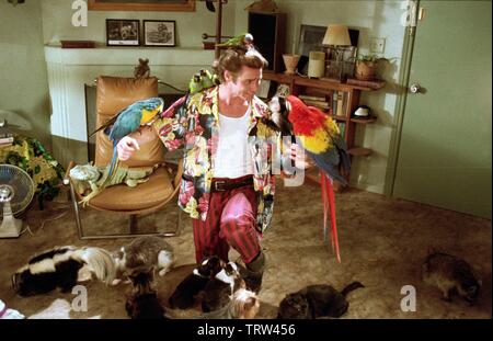 JIM CARREY in ACE VENTURA: PET DETECTIVE (1994). Copyright: Editorial use only. No merchandising or book covers. This is a publicly distributed handout. Access rights only, no license of copyright provided. Only to be reproduced in conjunction with promotion of this film. Credit: WARNER BROTHERS / Album Stock Photo