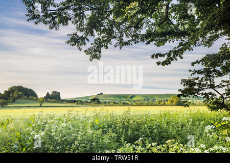 The view towards Liddington Hill near Swindon, Wiltshire on a an early summer's morning. Stock Photo