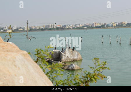 Ameenpur Lake view with birds Stock Photo