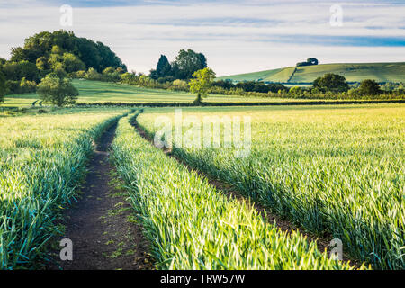 The view towards Liddington Hill near Swindon, Wiltshire on a an early summer's morning. Stock Photo