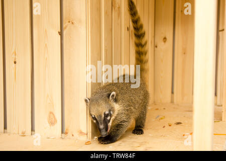 South American coati Nasua nasua , also known as the ring-tailed coati. Wildlife animal. Stock Photo