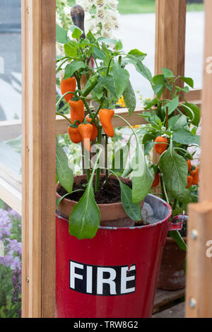 Capsicum annuum. Chilli peppers on a plant in a fire bucket inside a greenhouse at a flower show. UK Stock Photo
