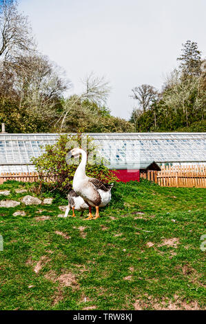 In bright sunshine a gaggle of plump Chinese brown geese with black beaks and prominent basal knobs reside in a large grassy area enclosed by a fence Stock Photo