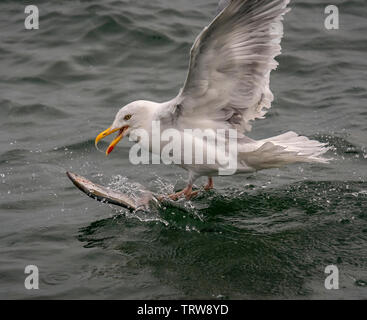 A Seagull appears to be surfing on back of fish, off Bempton Cliffs, East Yorkshire, UK Stock Photo