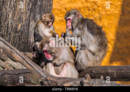macaque family together, on wood logs, with sunlight Stock Photo