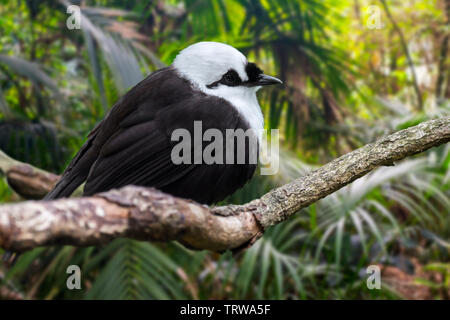 Sumatran laughingthrush / black-and-white laughingthrush (Garrulax bicolor) endemic to the Indonesian island of Sumatra Stock Photo