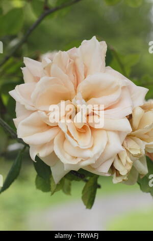 Rosa 'Paui Lede'. Scented blossoms of climbing rose 'Paul Lede' in late May - UK Stock Photo