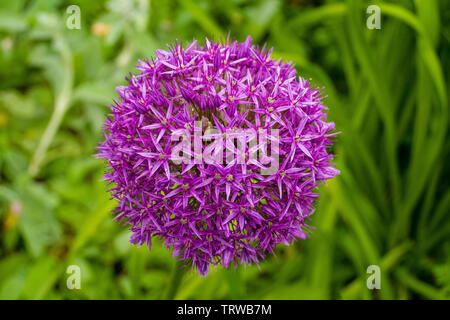 The flower of the Allium Giganteum (Giant Allium or Giant Onion), the tallest ornamental allium in common cultivation - a perennial bulb which produce Stock Photo