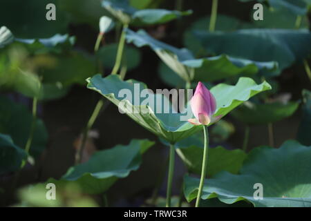 Macau Lotus Flower Festival Stock Photo