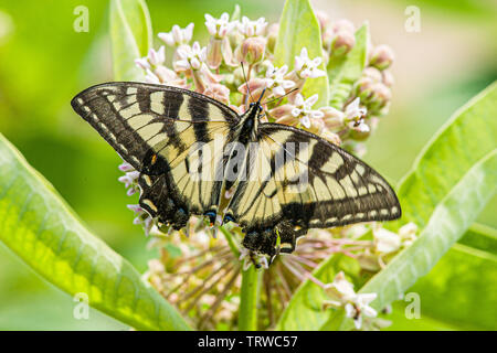 Eastern tiger swallowtail butterfly Stock Photo