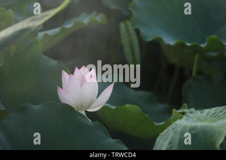 Macau Lotus Flower Festival Stock Photo