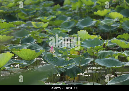 Macau Lotus Flower Festival Stock Photo