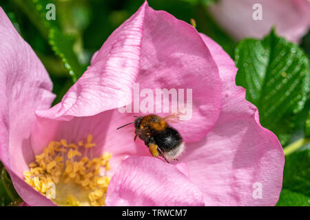 Bumblebee in flight towards the pollen centre of a dog rose flower (rosa canina) Stock Photo