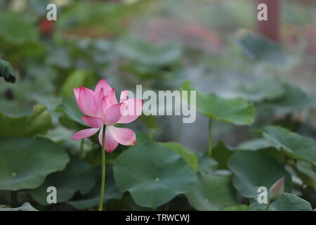 Macau Lotus Flower Festival Stock Photo