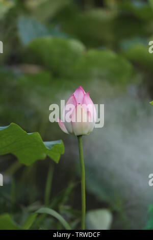 Macau Lotus Flower Festival Stock Photo