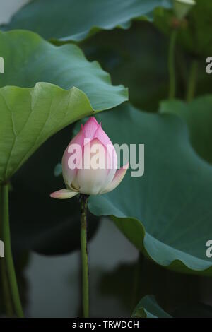 Macau Lotus Flower Festival Stock Photo