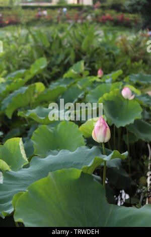 Macau Lotus Flower Festival Stock Photo