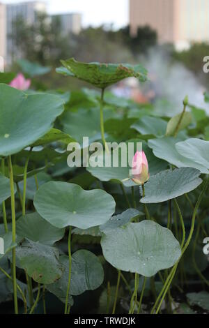 Macau Lotus Flower Festival Stock Photo