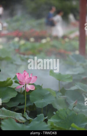 Macau Lotus Flower Festival Stock Photo