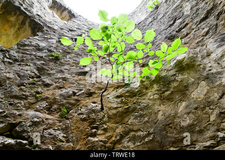 Survivor concept. Little tree growth on stone wall. Stock Photo