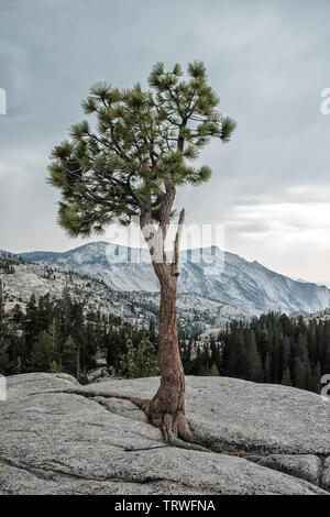 Tioga Pass Road,California, Lee Vining,Yosemite-Nationalpark,mountains,tree,pine, stones,valley,Landschaftsaufnahme Stock Photo