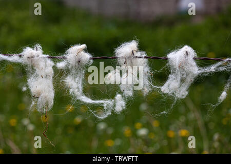 sheep wool flakes on barbed fire Stock Photo