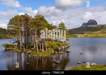Scots pine trees and island on Loch Druim Suardalain with Suilven in the background, near Glencanisp Lodge, Assynt, Sutherland, Highlands, Scotland Stock Photo