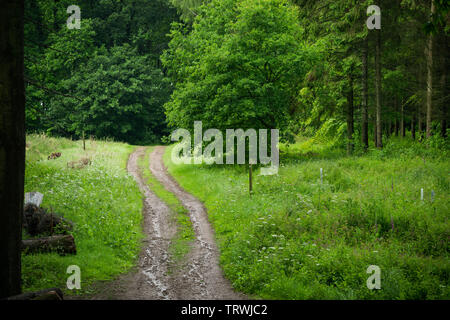 Path in Rainy British Woodland Stock Photo