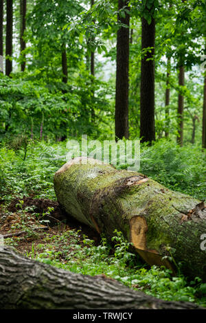 Fallen Tree in British Woodland Stock Photo