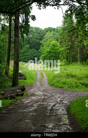 Path in Rainy British Woodland Stock Photo