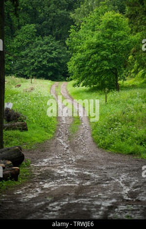 Path in Rainy British Woodland Stock Photo