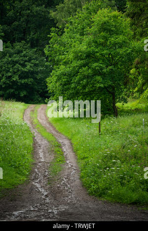 Path in Rainy British Woodland Stock Photo