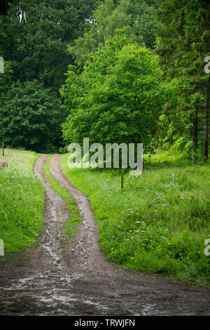 Path in Rainy British Woodland Stock Photo