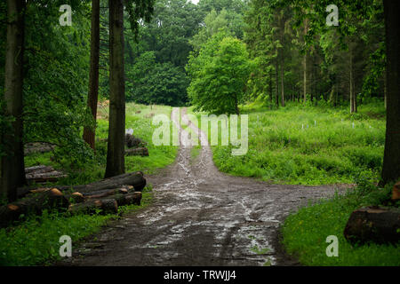 Path in Rainy British Woodland Stock Photo