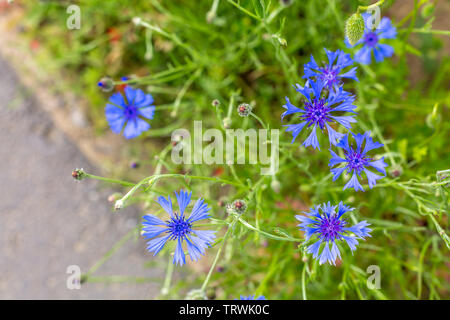 Roadside detail with blue wildflowers, Luxembourg Stock Photo