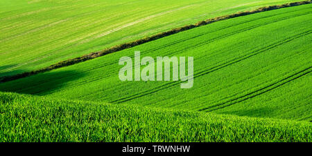 A rolling green wheat field on a hill with lines of tractor tyres tracks forming patterns in the green field, a hedge row forms a line in the fields, Stock Photo